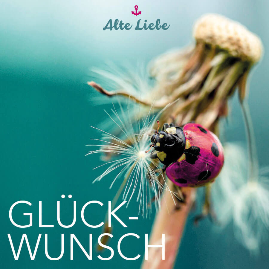 eine Nahaufnahme einer Blume mit einem Käfer darauf von Alte Liebe Catering